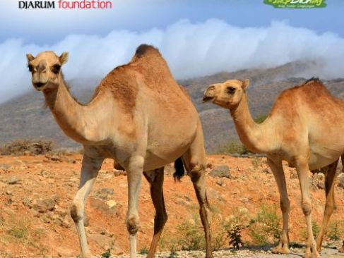 Gak Cuma Kamu, Satwa-satwa Ini Juga Berpuasa Lho!