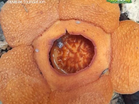 Kenalan Yuk dengan Rafflesia harjatii, Bunga Raksasa Baru dari Kalimantan!