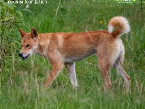 Anjing Bernyanyi Papua, Penjaga Gunung Carstensz yang Sempat Dianggap Punah