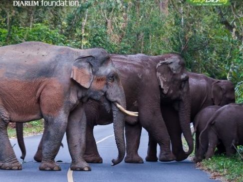 Saat Gajah Kehilangan Jejak Akibat Bencana