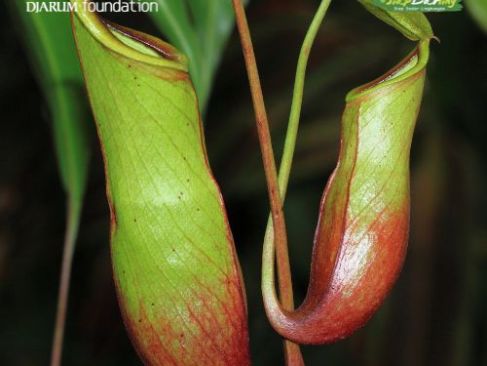 Misteri Tumbuhan Karnivora dan Bisakah Ia Memakan Manusia?