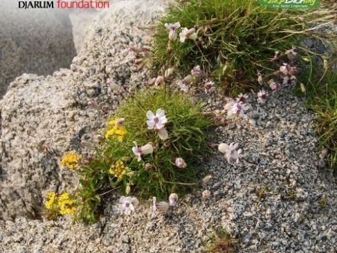 Tanaman Zaman Es Ini Hidup Lagi Setelah 32.000 Tahun