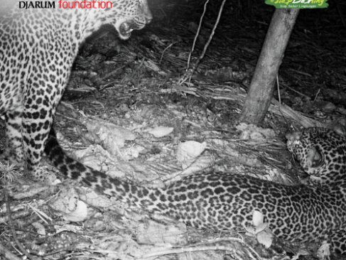 Auman yang Masih Terdengar di Rimba Hutan Muria