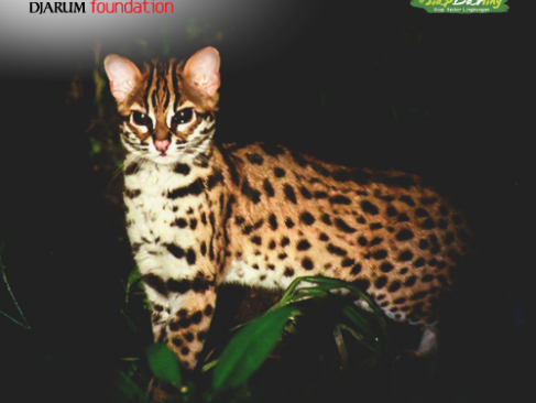 Jangan Pelihara Macan Mini Ini ya, Cat Lovers!