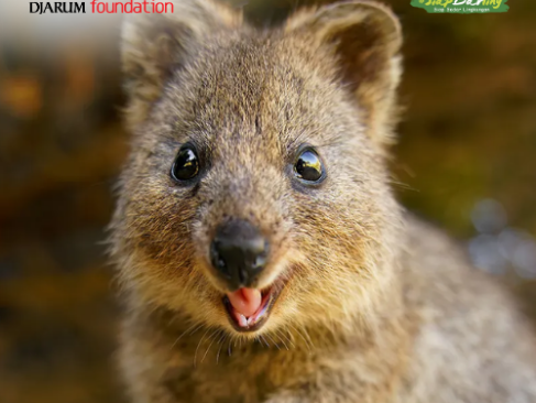 Darlings, Kenalin Si Paling Happy Sedunia