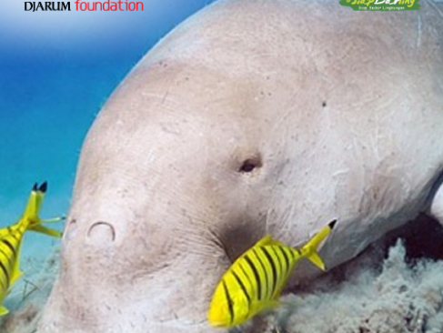 Duyung Si ‘Putri Laut’ Pengikat Karbon yang Jarang Disadari