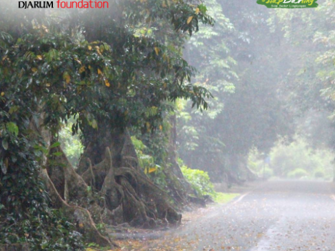 Pohon-pohon yang Kamu Temui di Jalan Ini, Ditanam Sejak Era Kolonial Lho