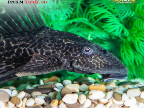 Masalahnya Bukan di Ikan Sapu-Sapu, Tapi… Kita