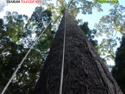 Meranti Kuning: Raksasa Hutan Kalimantan yang Diam-diam Menyentuh Langit dan Hampir Punah