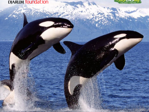 Ternyata Orca Punya 'Sirkel' dan Bahasa Gaul Sendiri!