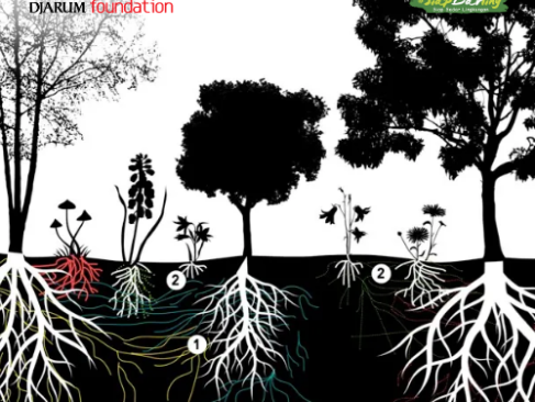 Kenalin, Wood Wide Web: Cara Pohon Ngobrol dan Networking dengan Pohon Lain