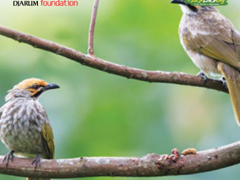 Burung Cucak Rowo: Dari Lirik Lagu Ikonik ke Sangkar Peliharaan
