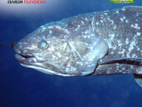 Ikan Sejak 66 Juta Tahun Lalu Masih Hidup Lho dan Masih Ada di Indonesia