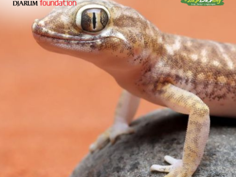 Rahasia Gokil di Balik Dinding, Menelaah Keajaiban Biologis Cicak