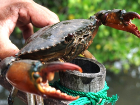 Yang Hidup Lestari di Hutan Mangrove: Kepiting Bakau!
