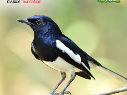Mengapa Burung Semakin Jarang Bernyanyi di Kota?