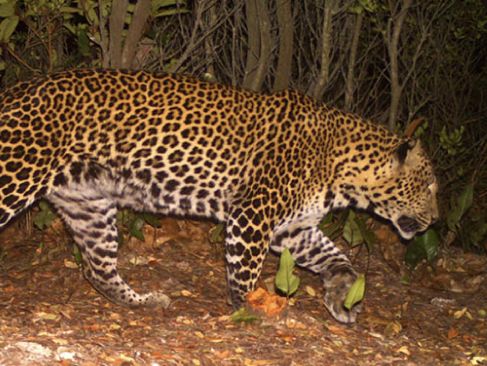 Macan Tutul Jawa Predator Penguasa Terakhir yang Jago Banget Ngumpet
